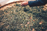 2015 Ancient Tree Raw Pu-erh Tea Cake – 357g Sheng Pu’er from Premium Old-Growth Trees 5-Year Naturally Aged Layered Taste, Sweet Finish Collectible Tea from Veteran Factory